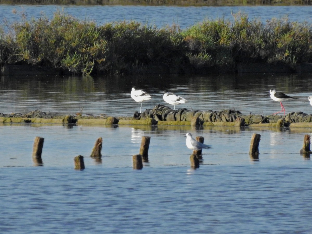 Mouette pygmée - ML617385051