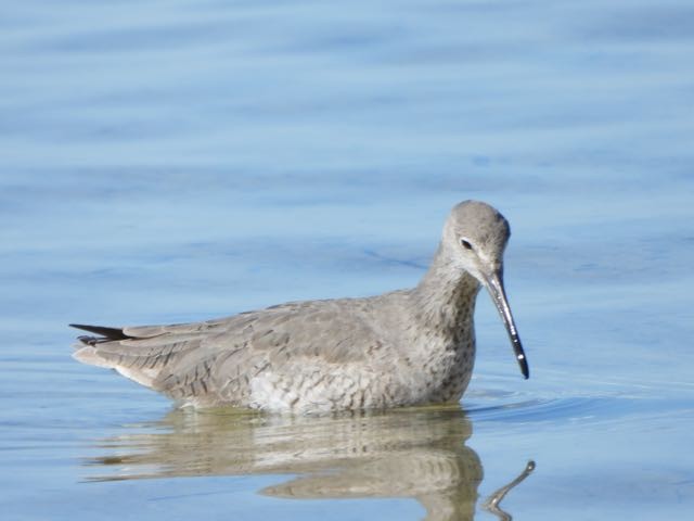 Willet - Vern Tunnell