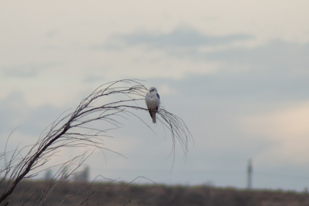 White-tailed Kite - Trenton Voytko
