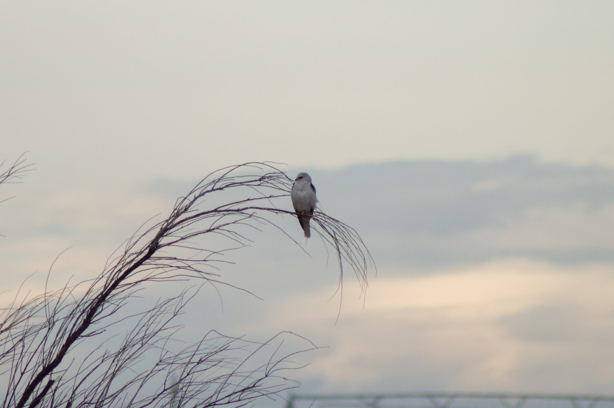 White-tailed Kite - Trenton Voytko