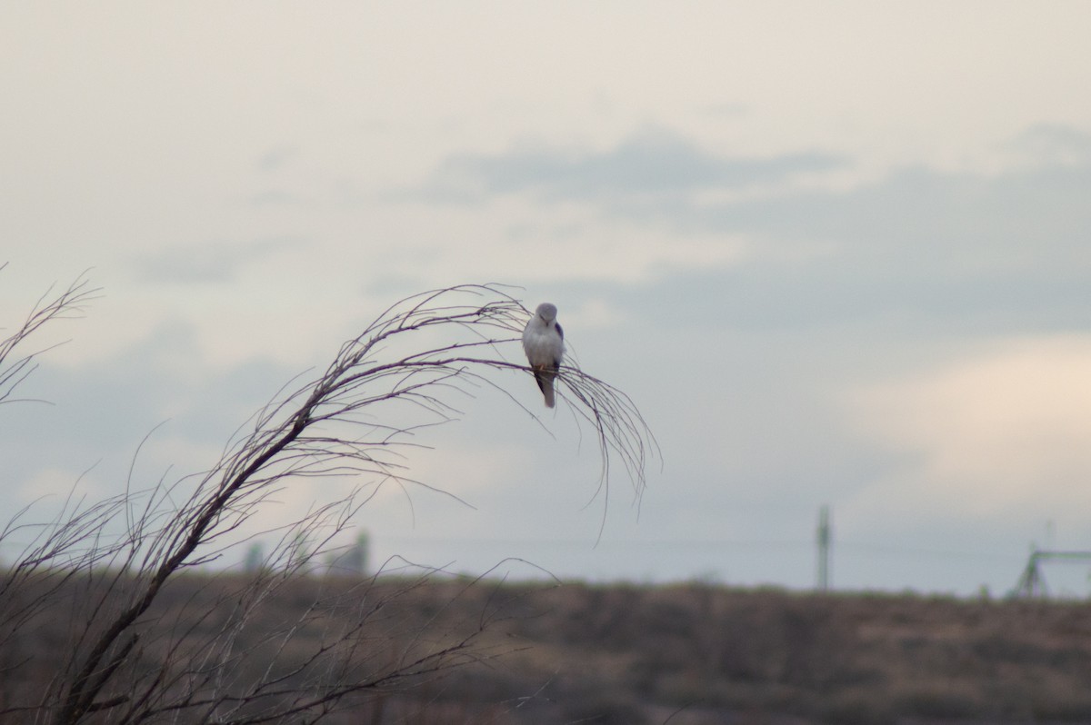 White-tailed Kite - ML617385086