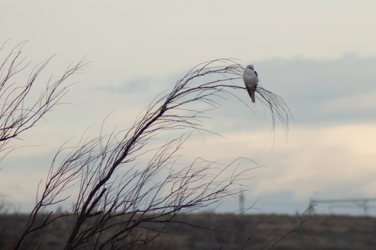 White-tailed Kite - ML617385087