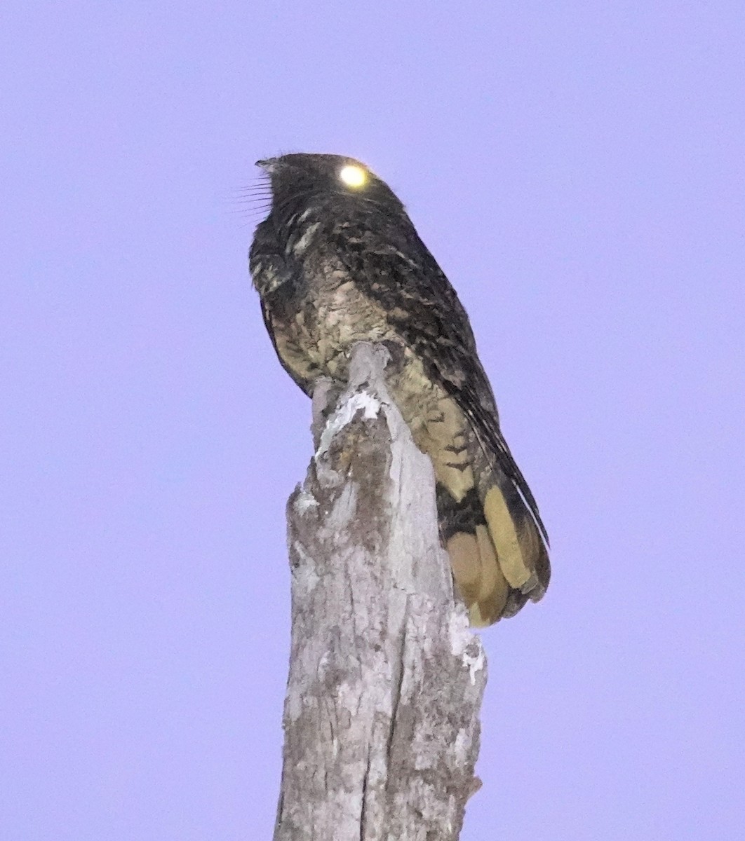 Rufous Nightjar (South American) - ML617385093