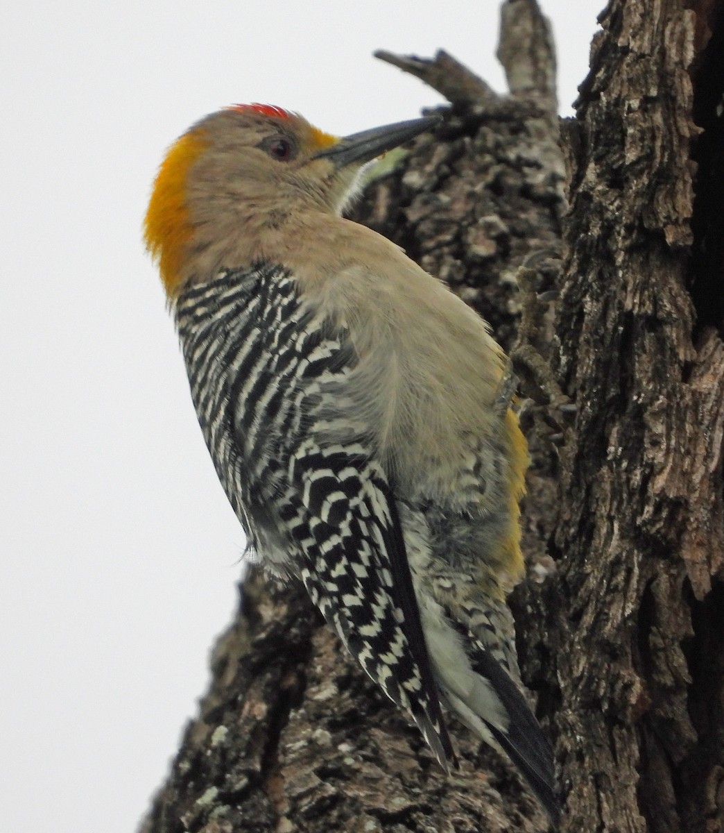Golden-fronted Woodpecker - ML617385143
