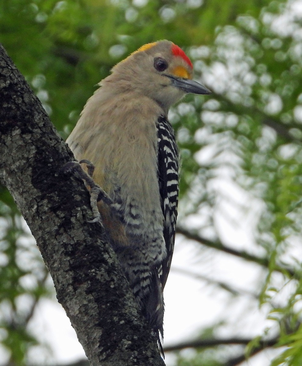 Golden-fronted Woodpecker - Aimee LaBarr