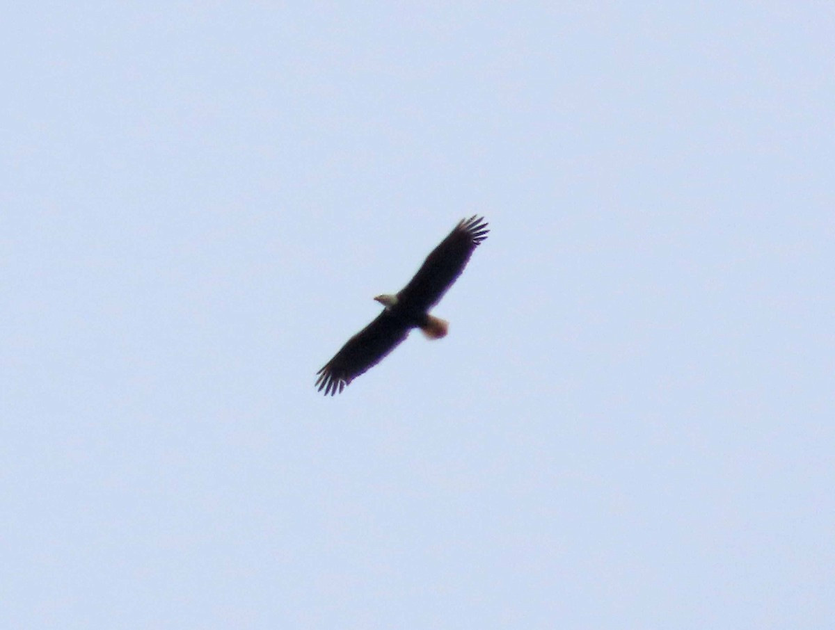 Bald Eagle - ML617385153