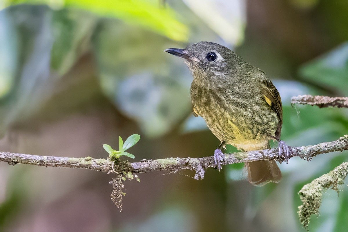 Olive-striped Flycatcher - Sandy & Bob Sipe