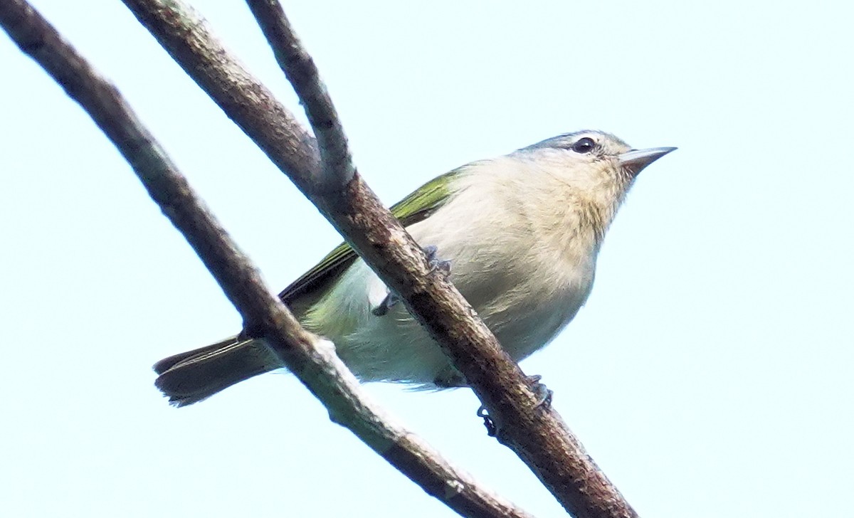 Chestnut-vented Conebill - Joey Kellner