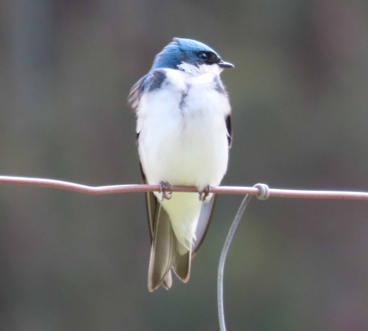 Tree Swallow - ML617385179