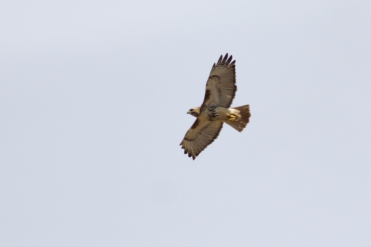 Rotschwanzbussard (abieticola) - ML617385217