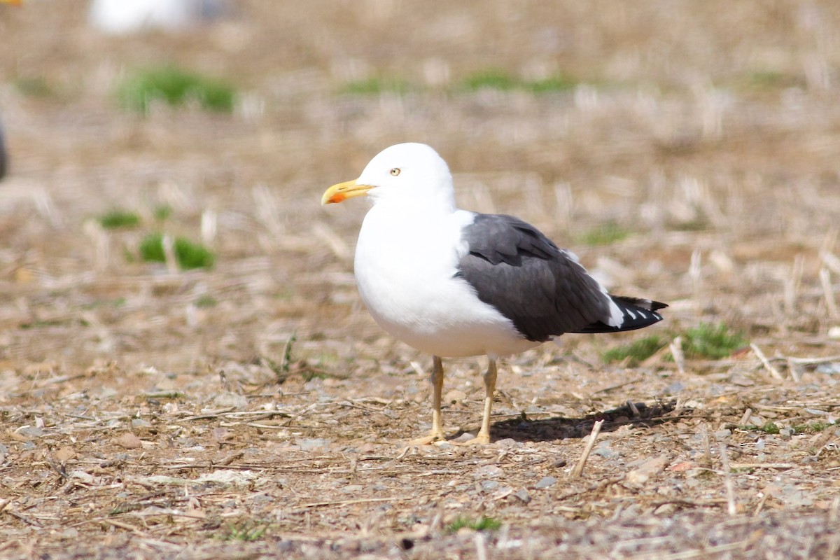Lesser Black-backed Gull - George Forsyth