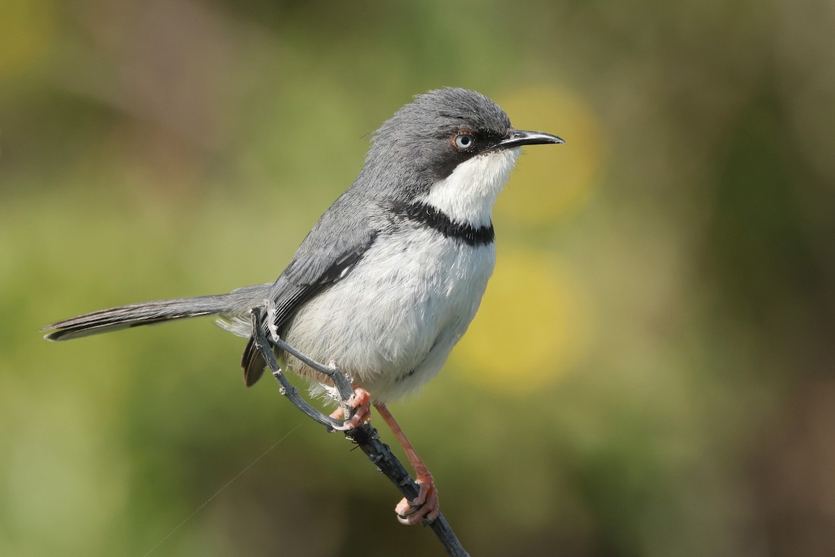 Apalis à collier - ML617385221