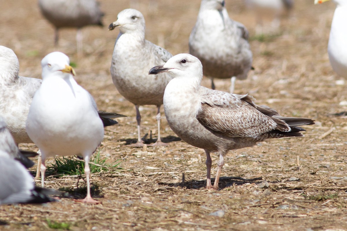 Herring Gull - ML617385223