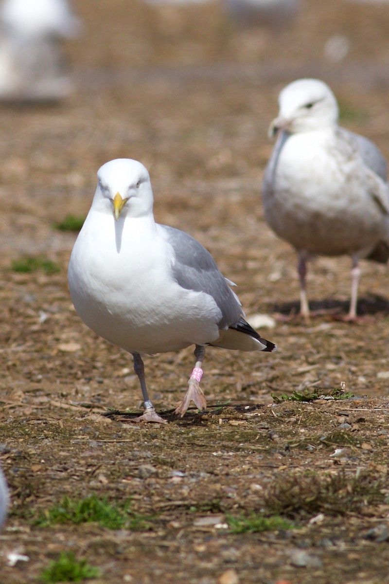 Gaviota Argéntea - ML617385233