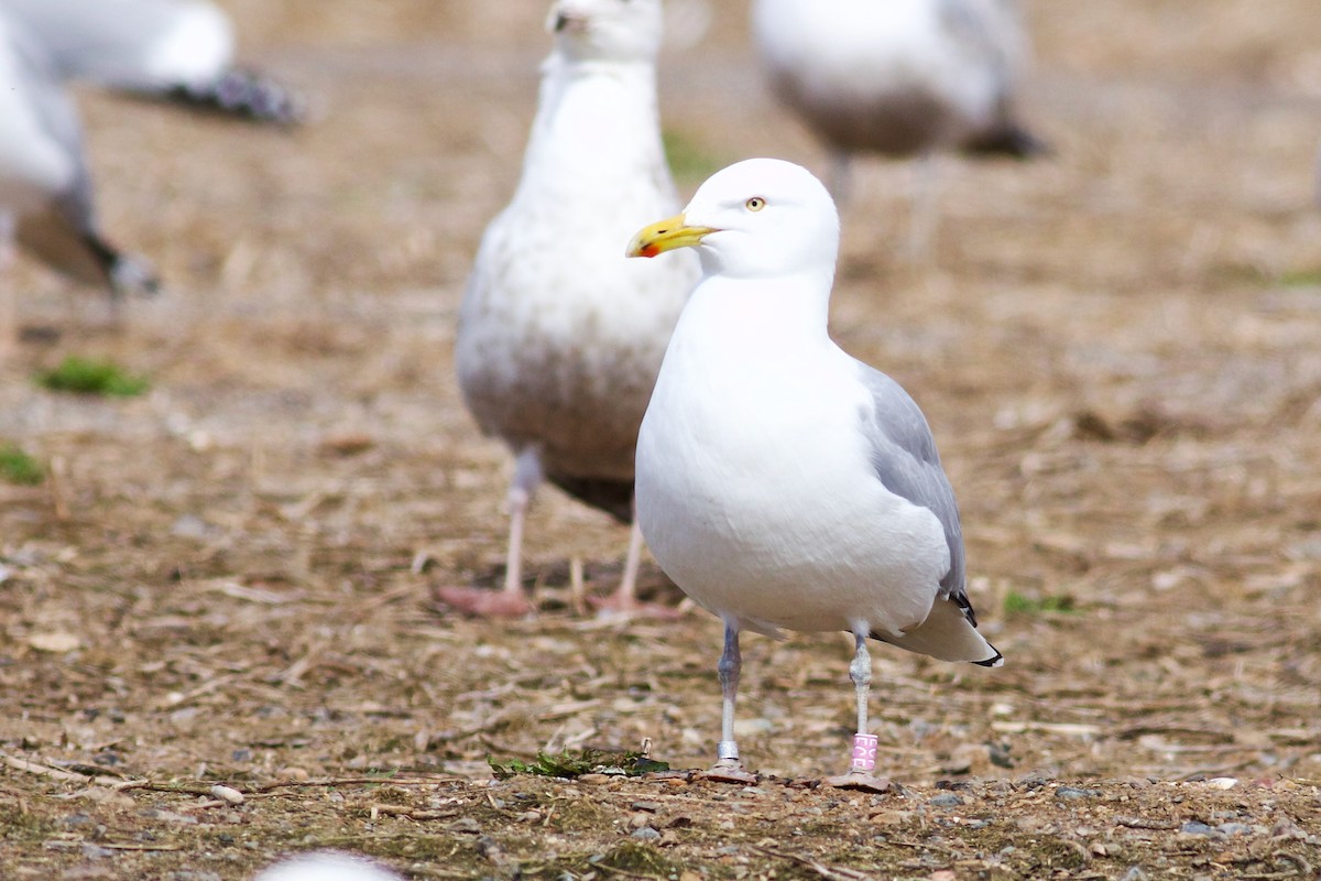 Gaviota Argéntea - ML617385234