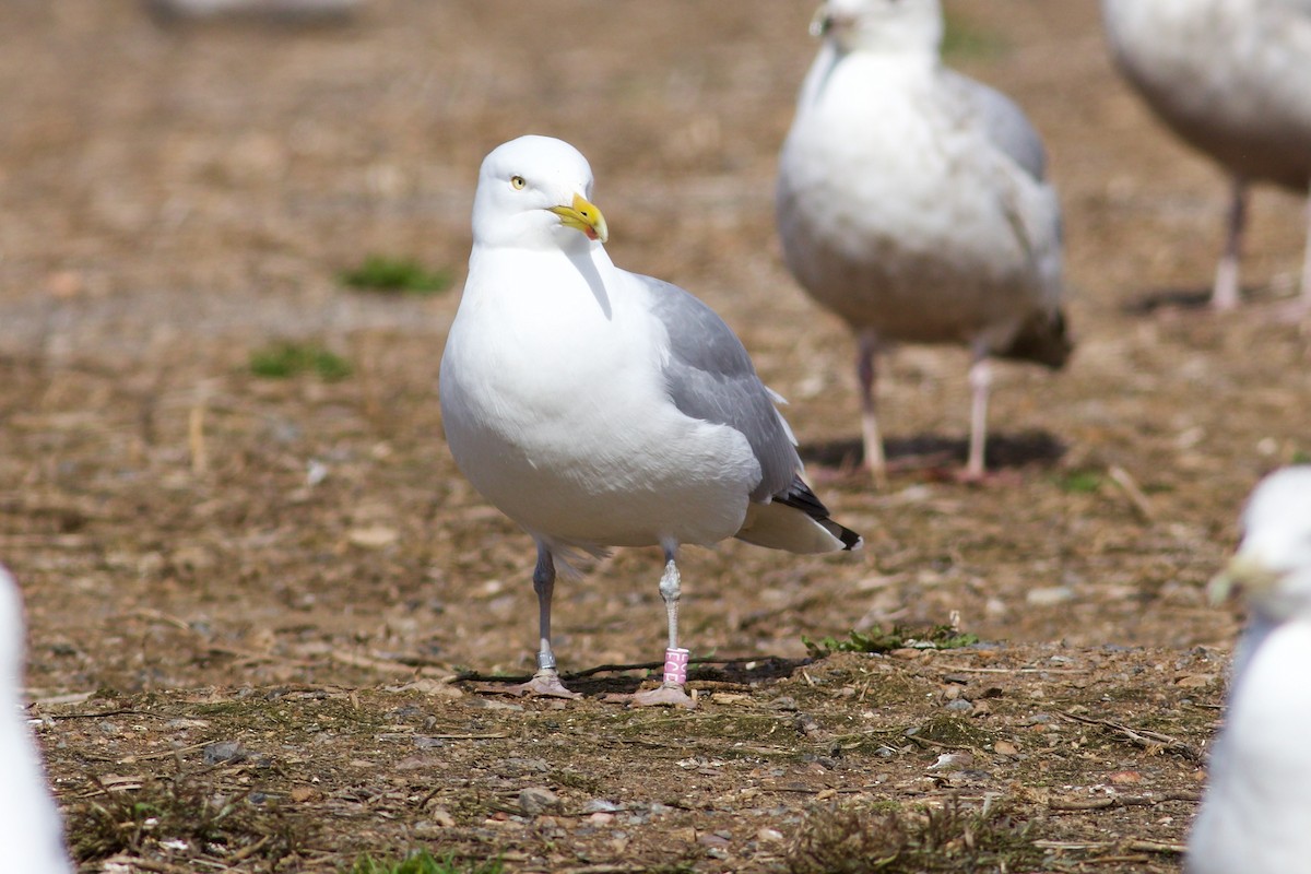 Herring Gull - George Forsyth