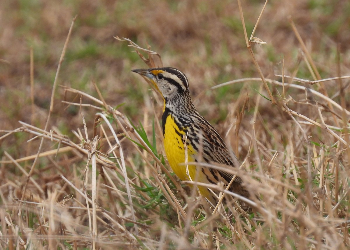 Eastern Meadowlark - ML617385242