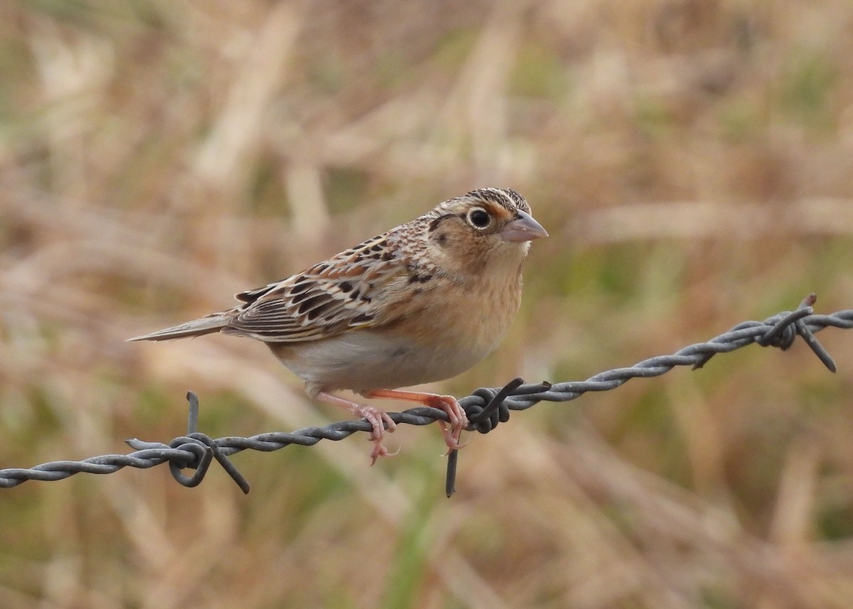 Grasshopper Sparrow - ML617385250