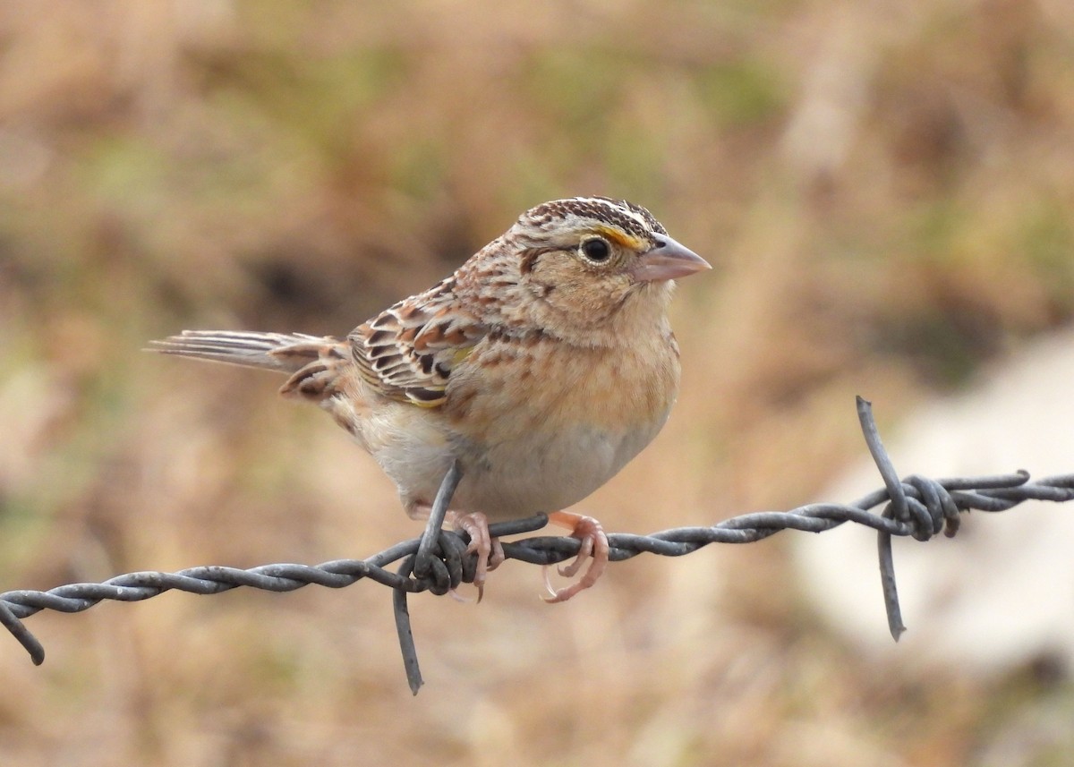 Grasshopper Sparrow - ML617385252