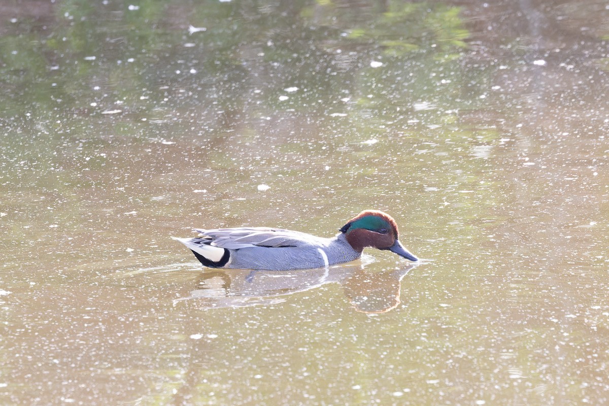 Green-winged Teal - ML617385257