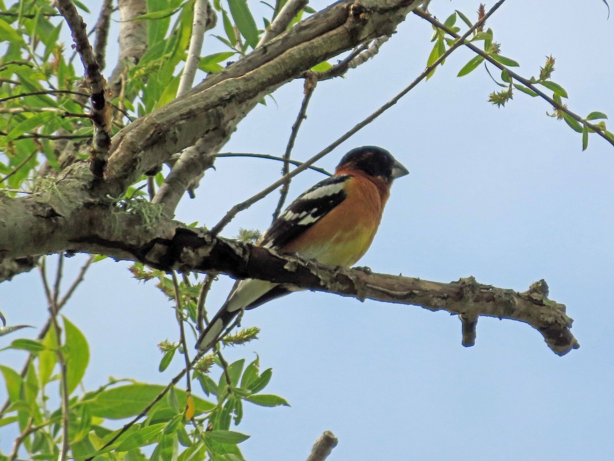 Black-headed Grosbeak - ML617385261