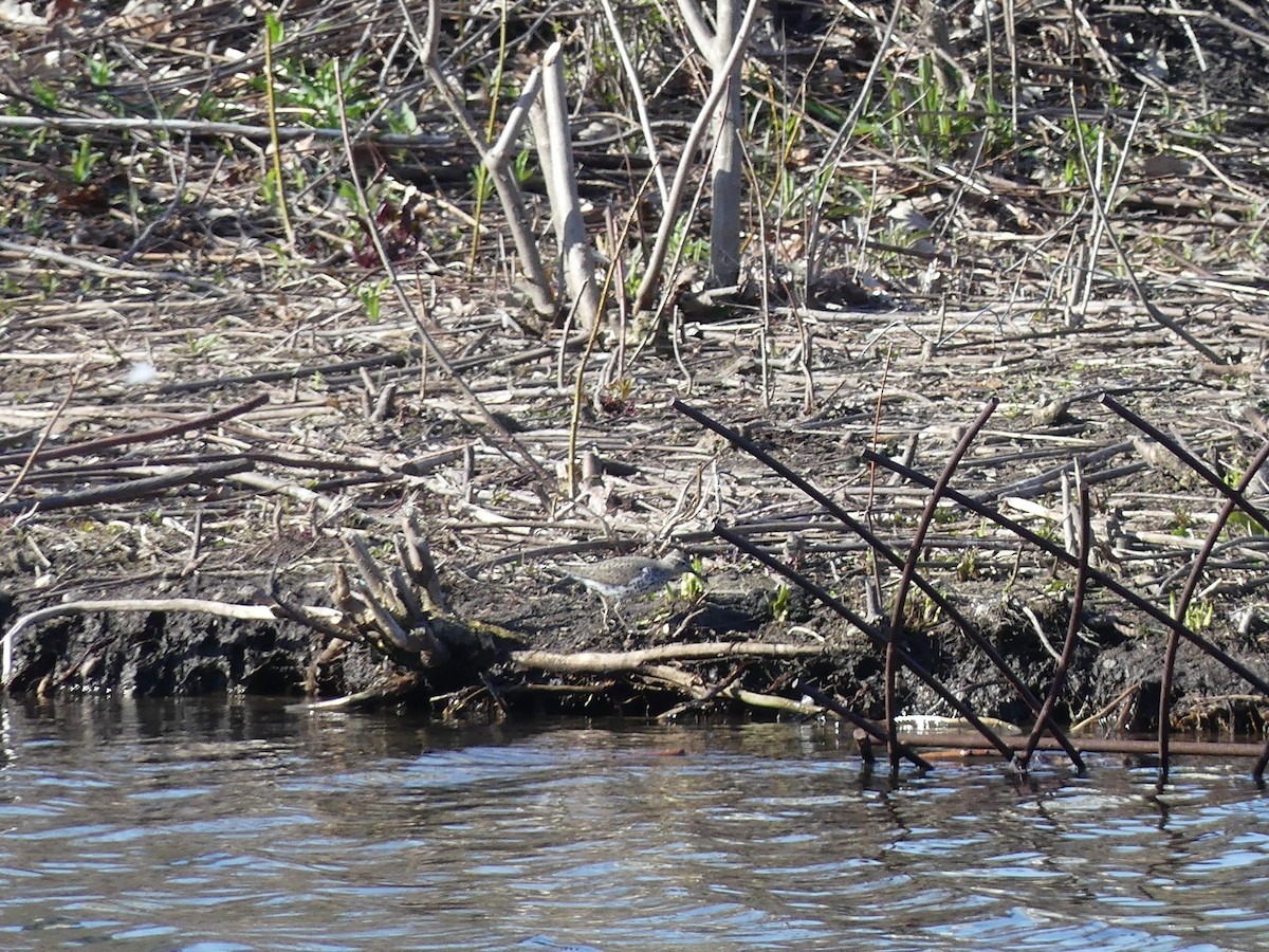 Spotted Sandpiper - ML617385264