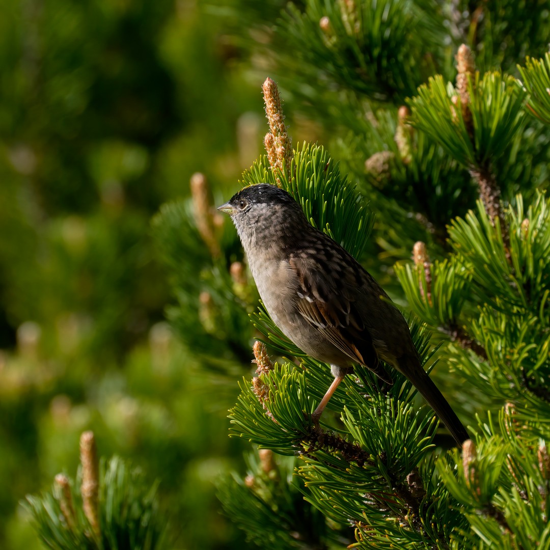Golden-crowned Sparrow - ML617385294