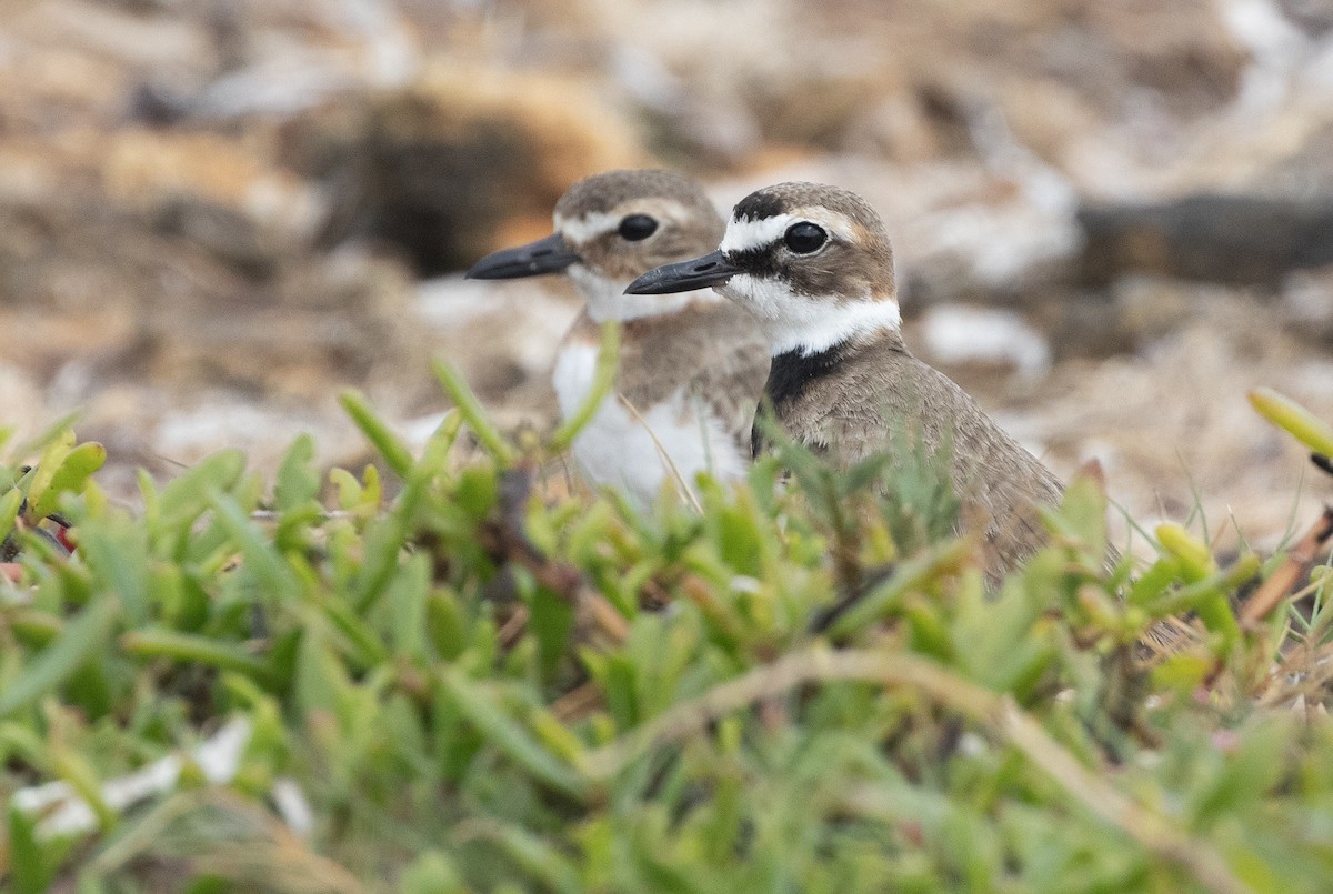 Wilson's Plover - ML617385321