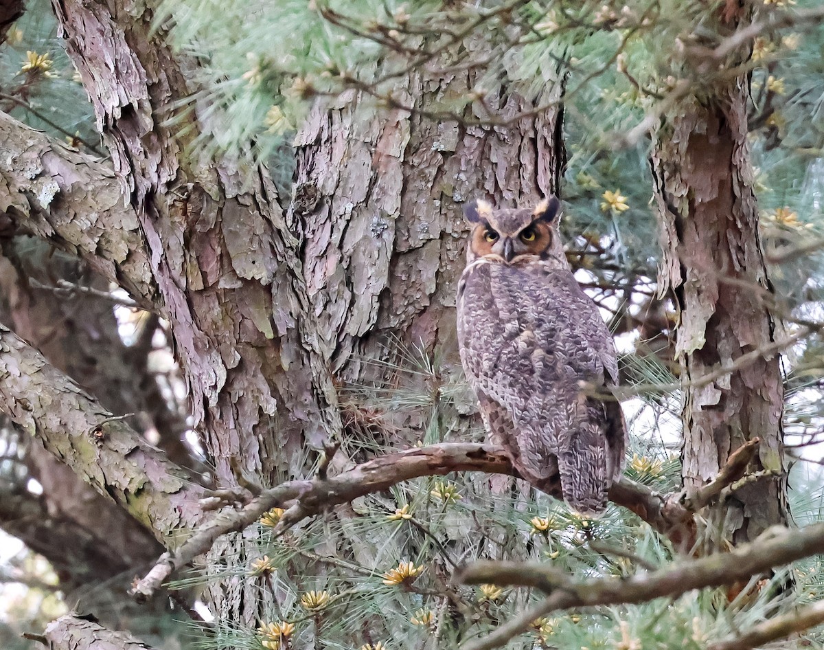 Great Horned Owl - ML617385323