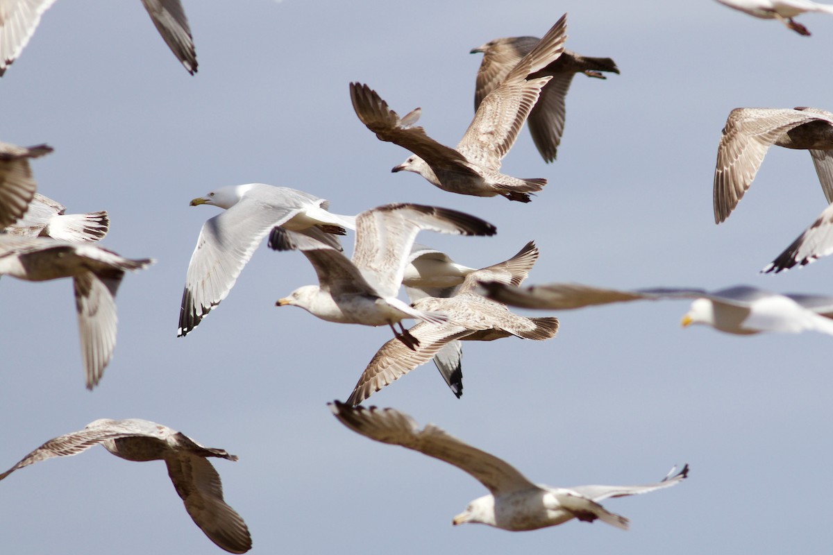 Gaviota Argéntea - ML617385347