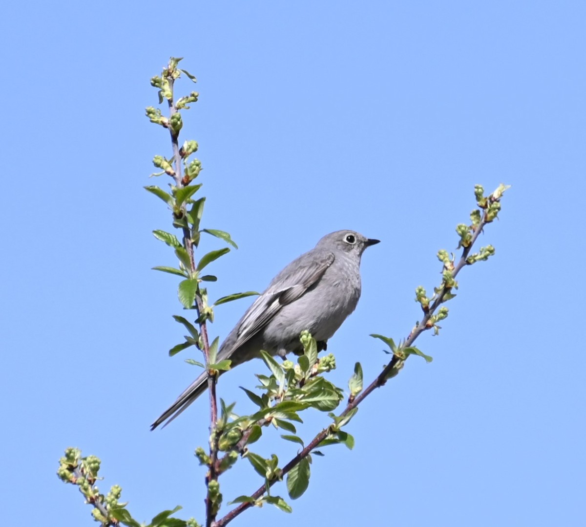 Townsend's Solitaire - Iwan Van Veen