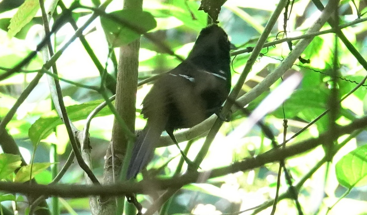 White-shouldered Fire-eye - Joey Kellner