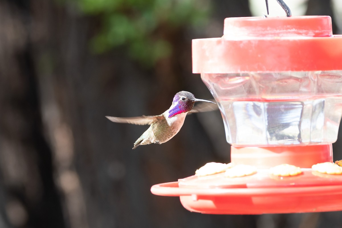 Costa's Hummingbird - ML617385512