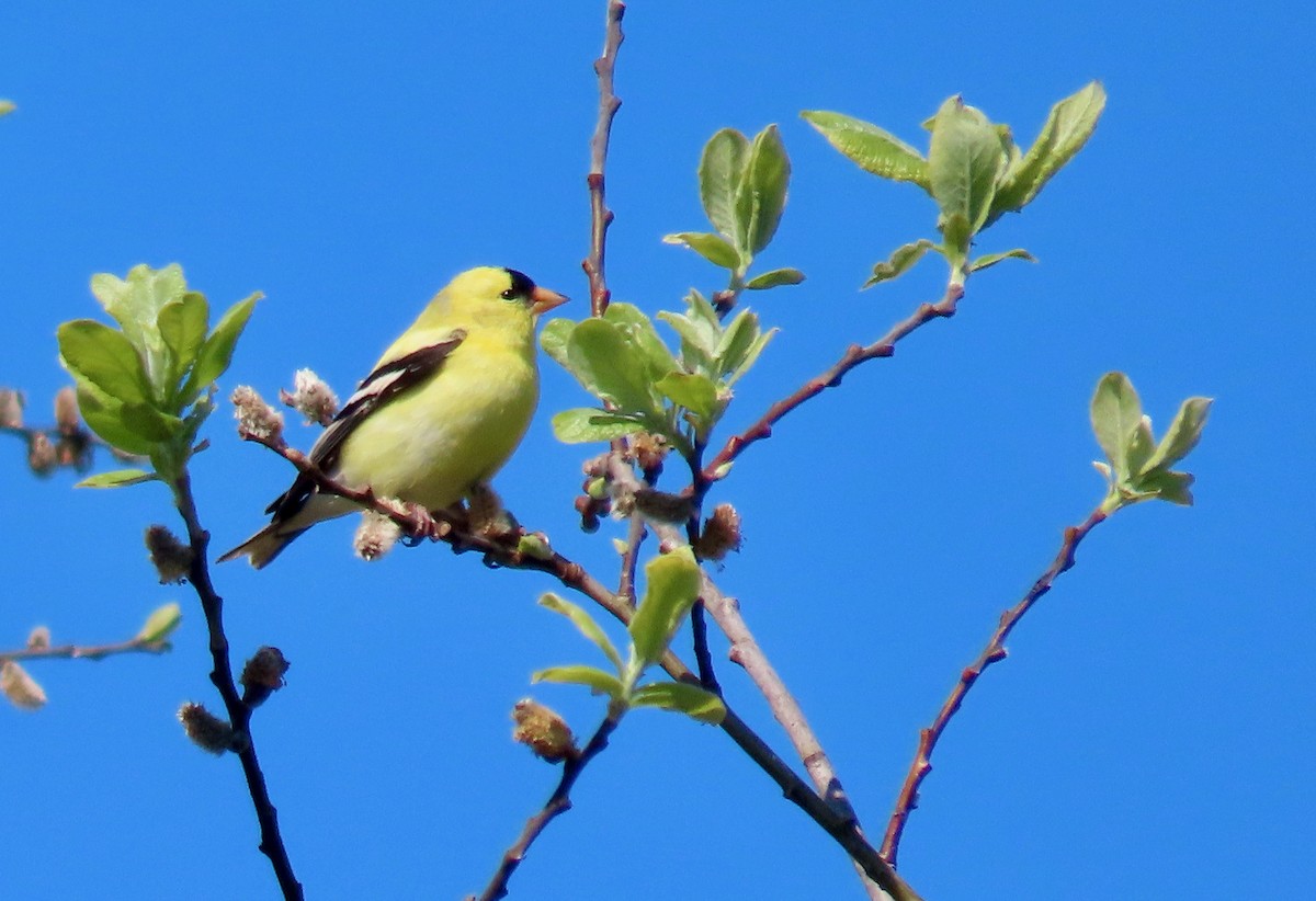 American Goldfinch - Leslie Schweitzer