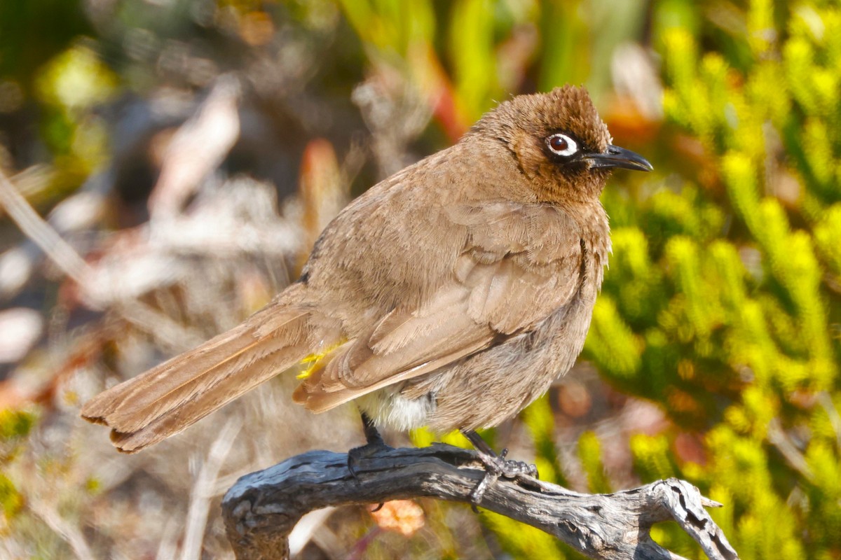 Bulbul du Cap - ML617385530