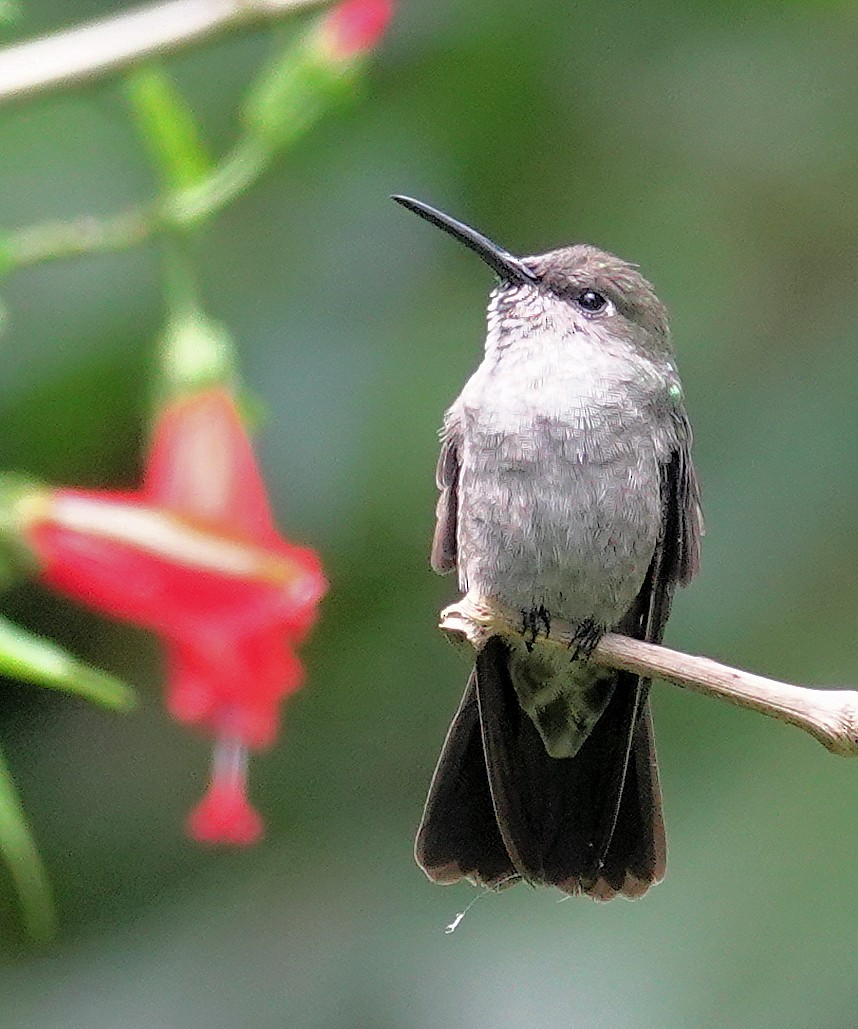 Sombre Hummingbird - ML617385534