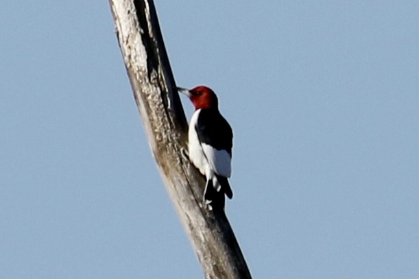 Pic à tête rouge - ML617385535