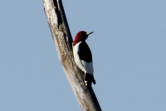 Pic à tête rouge - ML617385536