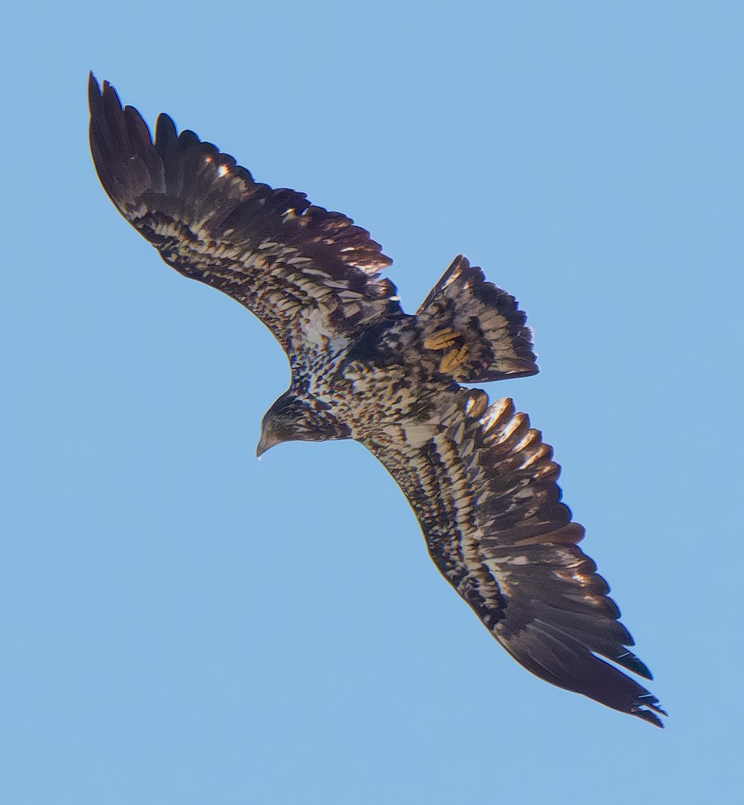 Bald Eagle - ML617385549