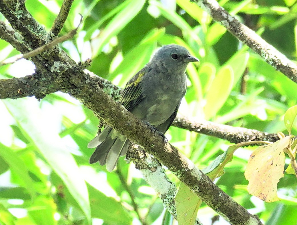 Golden-chevroned Tanager - ML617385568