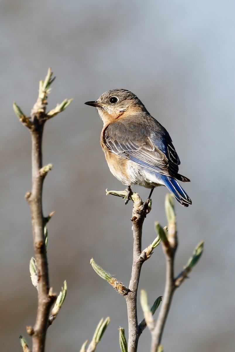 Eastern Bluebird - Jeffrey Boland