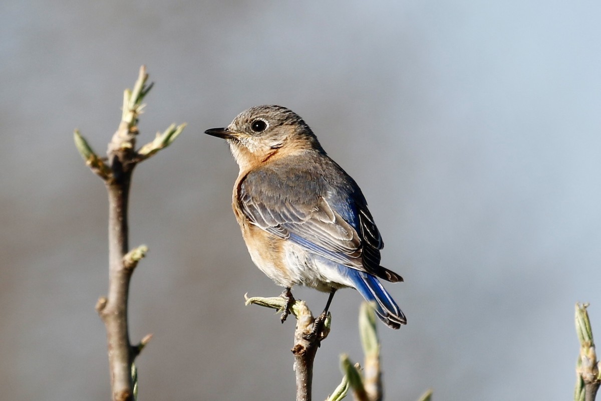 Eastern Bluebird - Jeffrey Boland