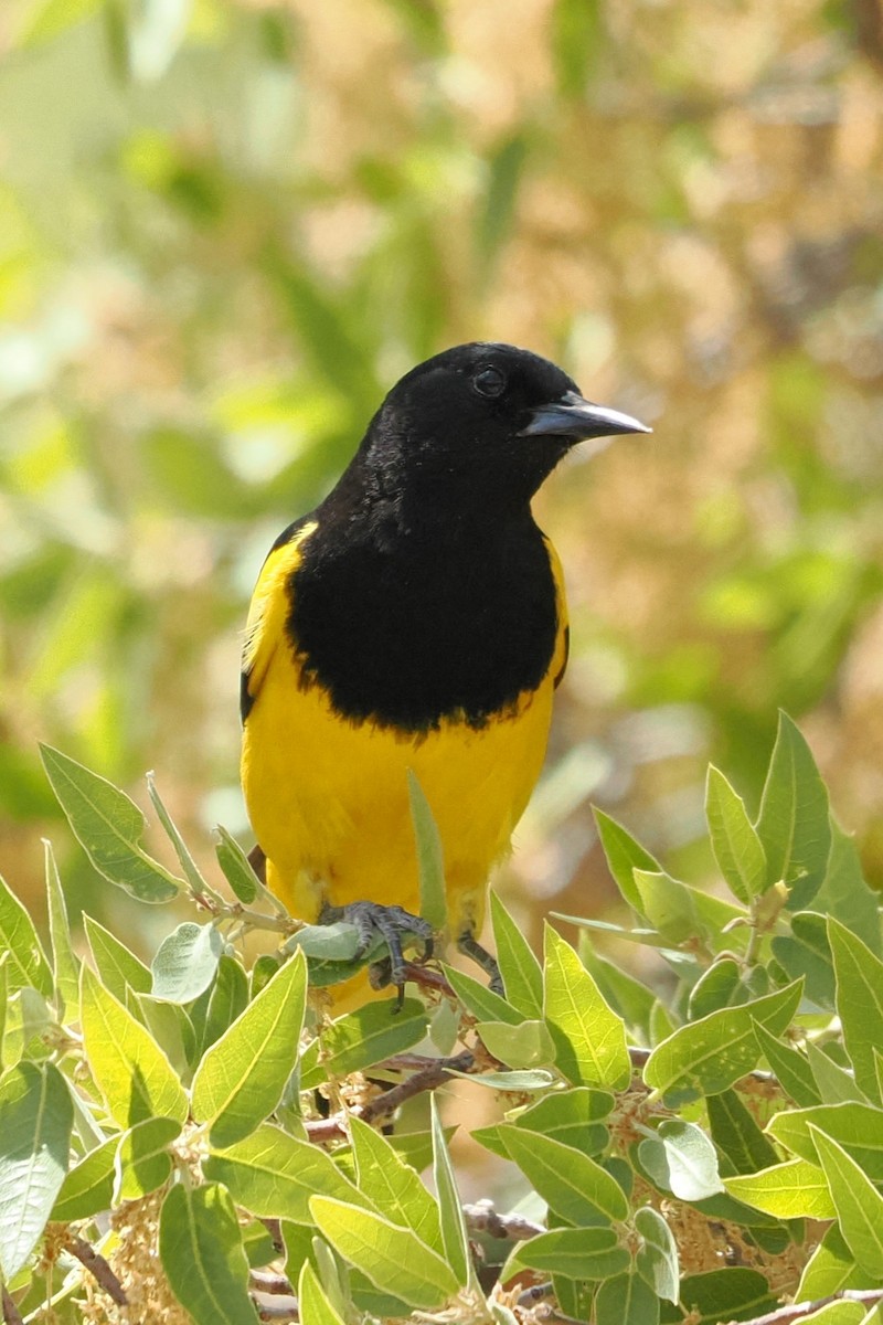 Oriole jaune-verdâtre - ML617385579