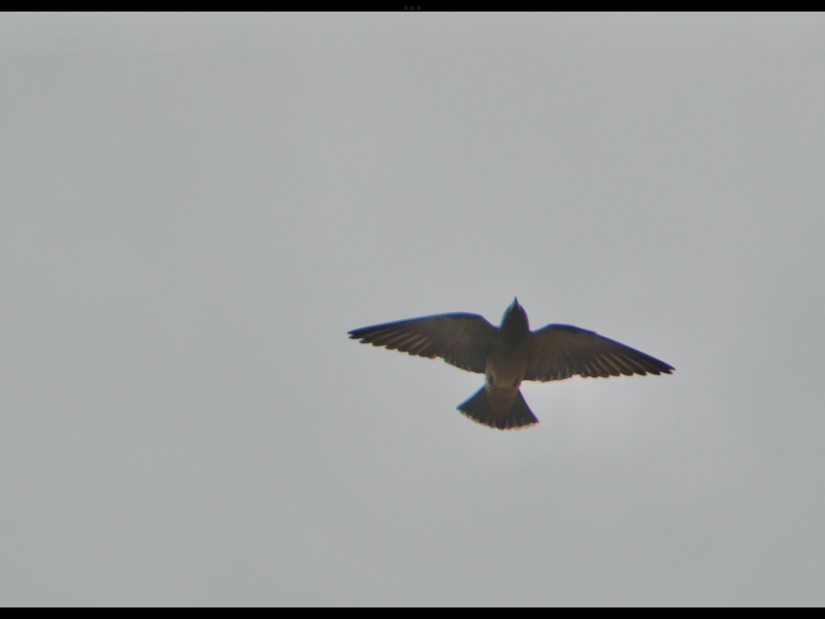 Ashy Woodswallow - ML617385605