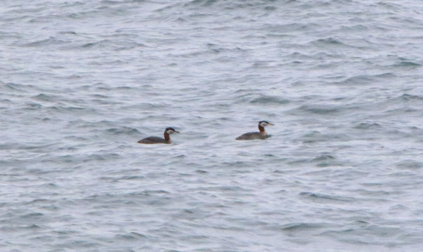 Red-necked Grebe - Mercy Harris