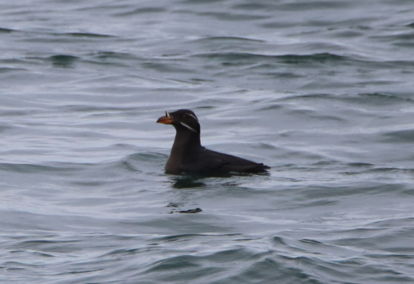 Rhinoceros Auklet - ML617385701