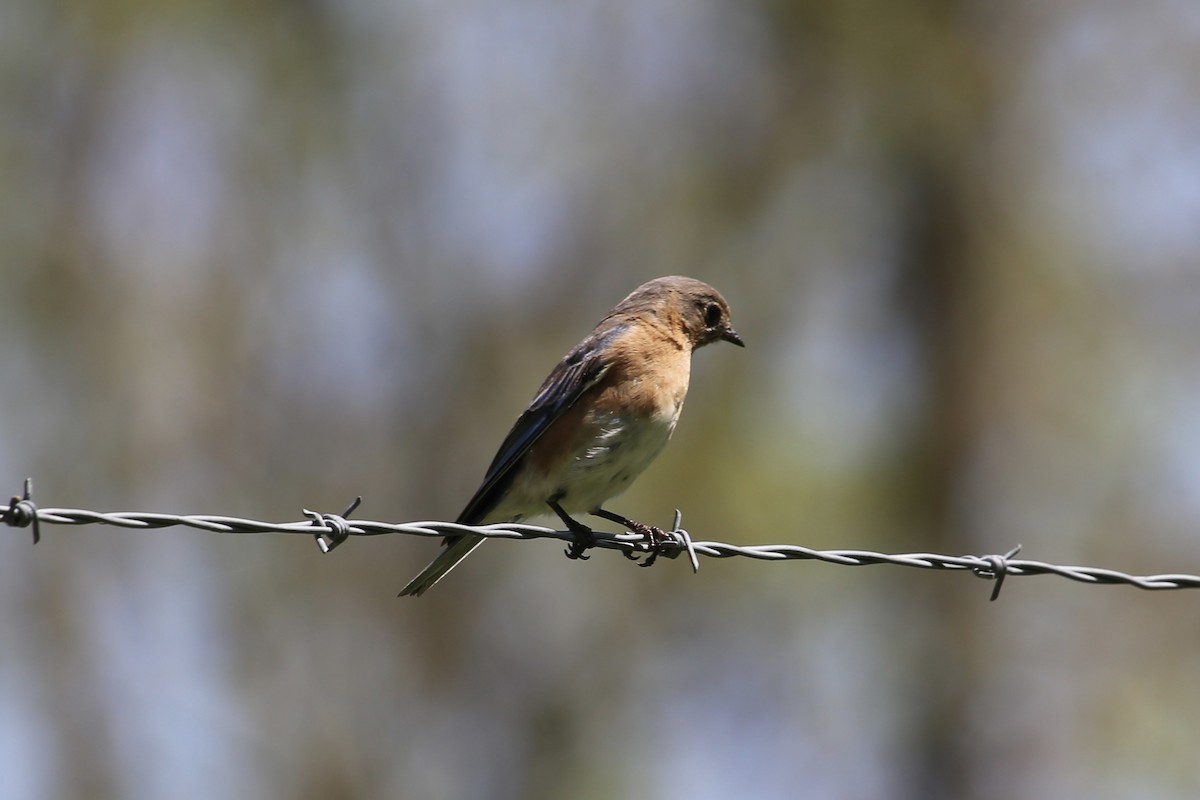 Eastern Bluebird - ML617385710