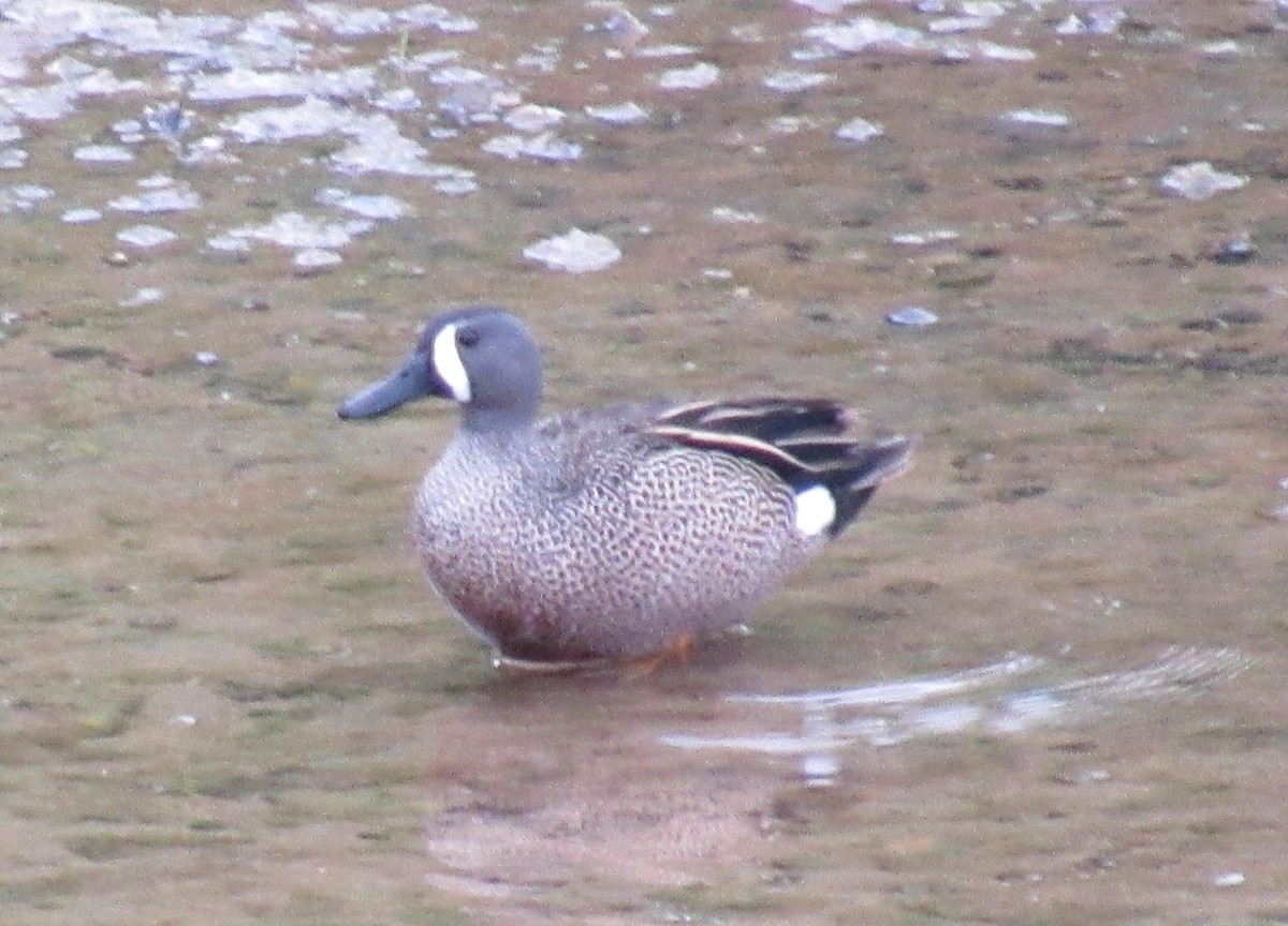 Blue-winged Teal - ML617385721