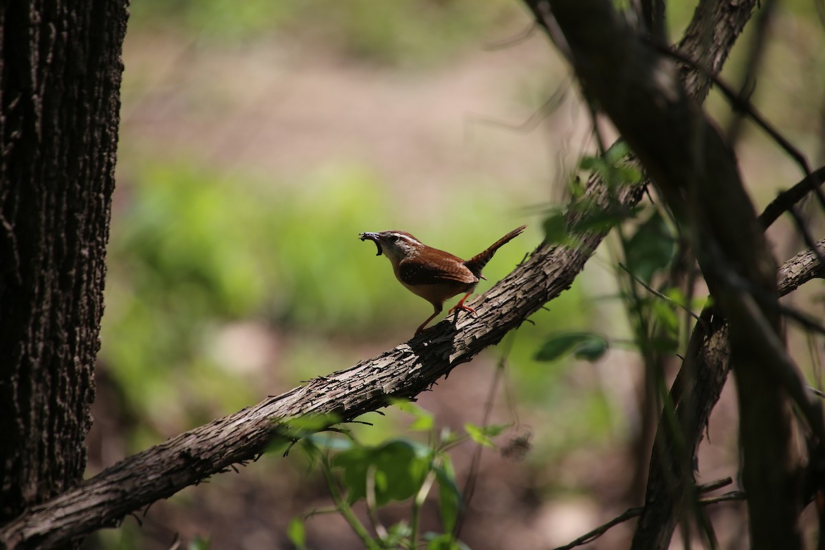 Carolina Wren - ML617385756