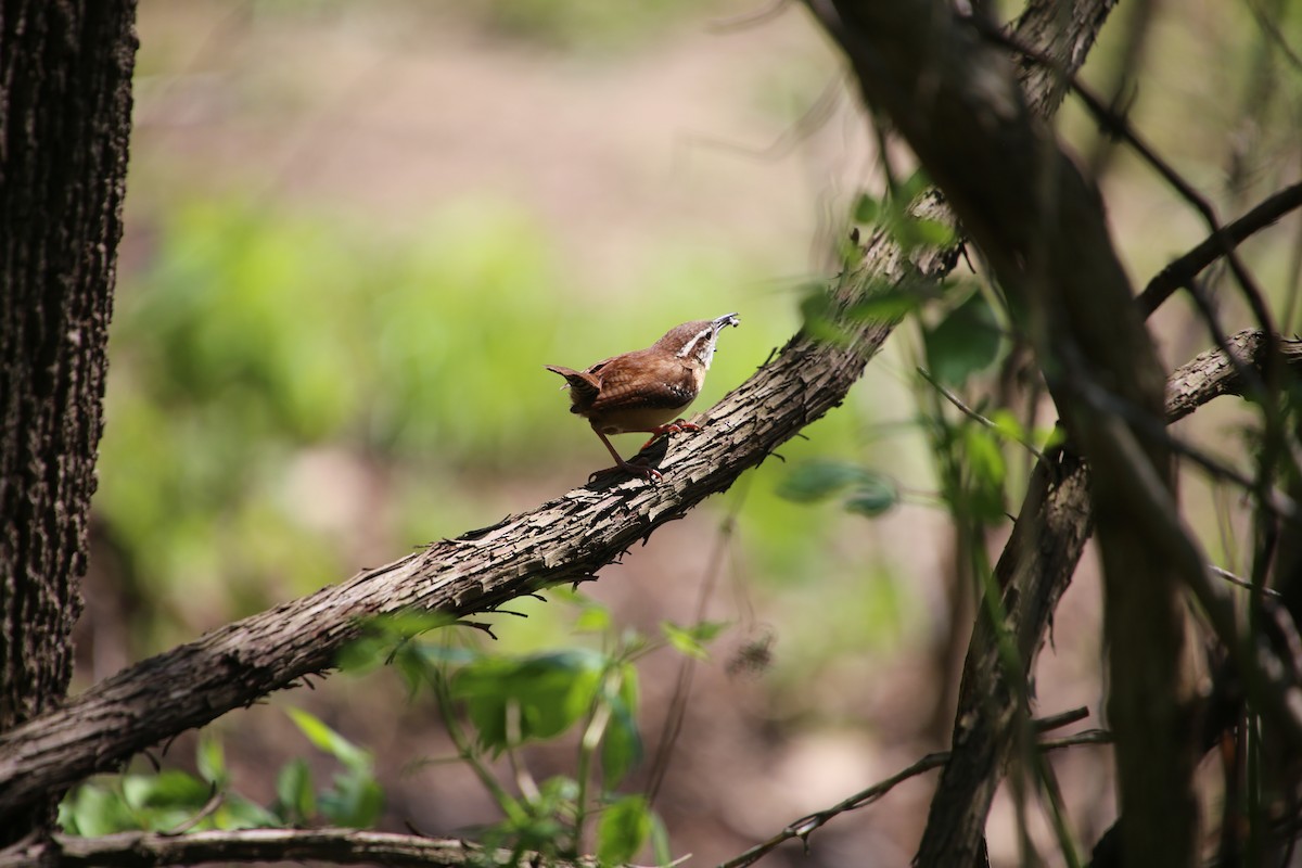 Carolina Wren - Emma Herald and Haley Boone